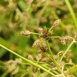 Attēlu rezultāti vaicājumam “Scirpus sylvaticus fruit”
