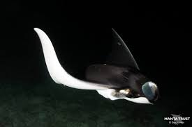 Image result for Mobula munkiana