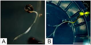 Attēlu rezultāti vaicājumam “Linaria loeselii leaf”
