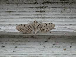 Attēlu rezultāti vaicājumam “Eupithecia venosata”