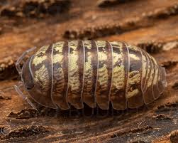 Attēlu rezultāti vaicājumam “Armadillidium pulchellum”