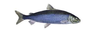 Image result for Coregonus artedi