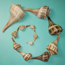 Image result for Sinistrofulgur perversum