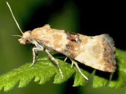 Attēlu rezultāti vaicājumam “Eupoecilia angustana”