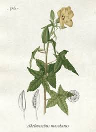 Image result for Abelmoschus moschatus