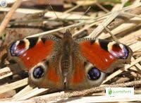 Attēlu rezultāti vaicājumam “Inachis io upperside”