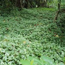 Attēlu rezultāti vaicājumam “Lamiastrum galeobdolon”