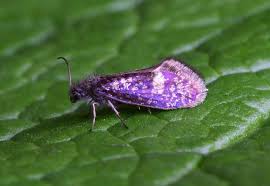 Attēlu rezultāti vaicājumam “Eriocraniidae”