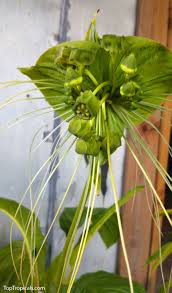 Image result for Tacca chantrieri