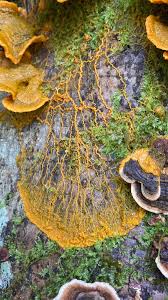 Attēlu rezultāti vaicājumam “Badhamia utricularis stalked”