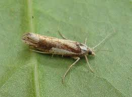 Attēlu rezultāti vaicājumam “Ypsolopha parenthesella”