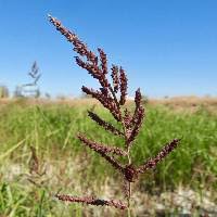 Attēlu rezultāti vaicājumam “Echinochloa crus-galli fruit”