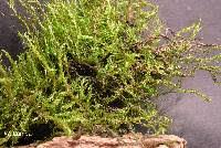 Attēlu rezultāti vaicājumam “Drepanocladus aduncus var. polycarpon”