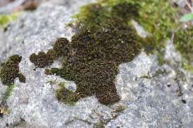 Attēlu rezultāti vaicājumam “Schistidium dupretii sporophyte”