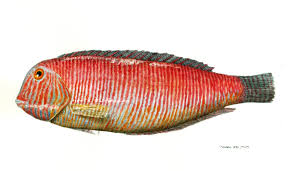 Image result for Xyrichtys novacula