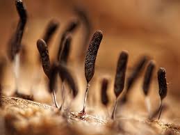 Attēlu rezultāti vaicājumam “Stemonitopsis typhina stalked”