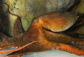 Image result for Enteroctopus dofleini