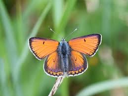 Attēlu rezultāti vaicājumam “Lycaena hippothoe male”