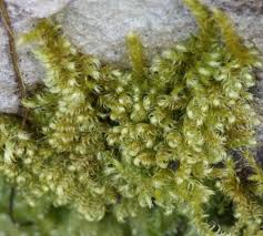 Attēlu rezultāti vaicājumam “Ctenidium molluscum”