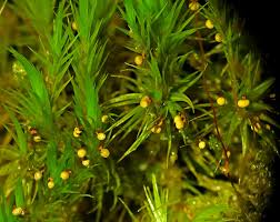 Attēlu rezultāti vaicājumam “Leiocolea rutheana cells”