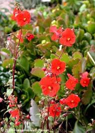 Image result for Alonsoa liniflora