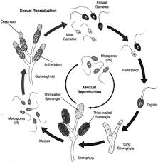 Attēlu rezultāti vaicājumam “Campylopus pyriformis sporophyte”