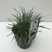 Attēlu rezultāti vaicājumam “Koeleria glauca leaf”