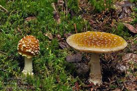 Attēlu rezultāti vaicājumam “Amanita regalis”