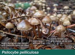 Attēlu rezultāti vaicājumam “Psilocybe sp.”