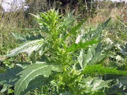 Attēlu rezultāti vaicājumam “Chenopodium rubrum leaf”