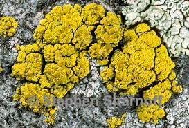 Attēlu rezultāti vaicājumam “Candelariella sp.”