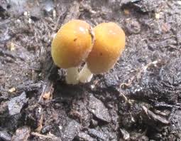 Attēlu rezultāti vaicājumam “Physarum bryomacrocarpum spores”