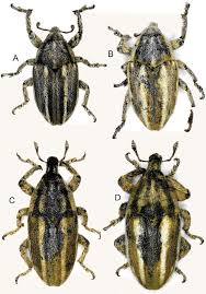 Attēlu rezultāti vaicājumam “Larinus sp.”