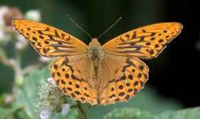 Attēlu rezultāti vaicājumam “Argynnis paphia underside”