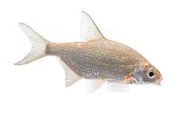 Image result for Blicca bjoerkna