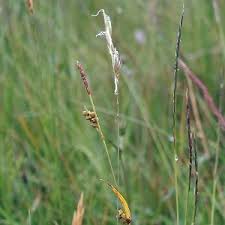 Attēlu rezultāti vaicājumam “Carex panicea”