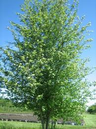 Attēlu rezultāti vaicājumam “Crataegus douglasii”