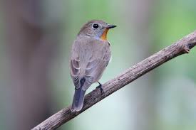 Image result for Ficedula albicilla