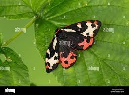 Attēlu rezultāti vaicājumam “Parasemia plantaginis”