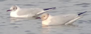 Image result for Chroicocephalus genei