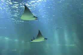 Image result for Mobula hypostoma