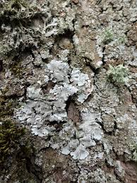 Attēlu rezultāti vaicājumam “Parmelina tiliacea”