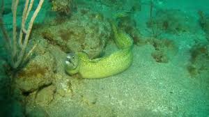 Image result for Gymnothorax vicinus