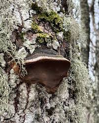 Attēlu rezultāti vaicājumam “Phellinus”