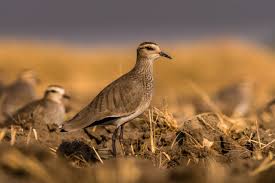 Image result for Vanellus gregarius