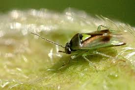 Attēlu rezultāti vaicājumam “Orthops basalis”