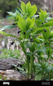 Attēlu rezultāti vaicājumam “Scopolia carniolica flower”