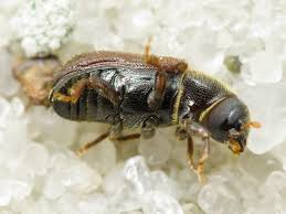 Attēlu rezultāti vaicājumam “Tomicus minor”