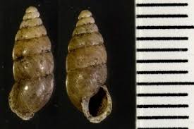 Attēlu rezultāti vaicājumam “Ena obscura”