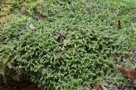 Attēlu rezultāti vaicājumam “Bazzania trilobata”